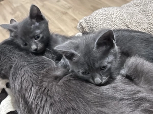 Albastru de Rusia - imagine 4