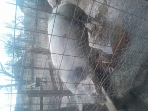 Vând porc de casă, Bistrița  - imagine 2