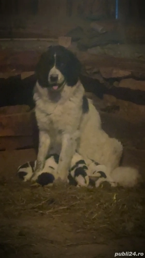 Căței ciobanesc romanesc de Bucovina  - imagine 2