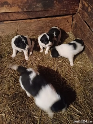 Căței ciobanesc romanesc de Bucovina  - imagine 3