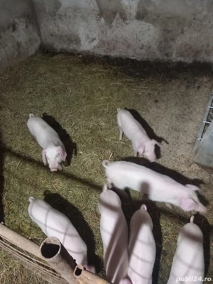 Purcei      - imagine 4