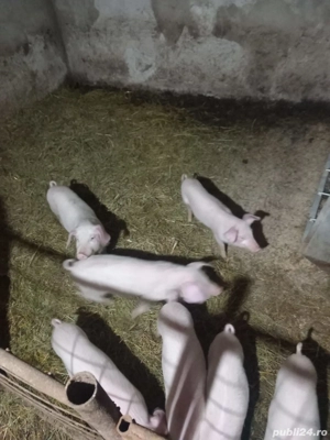 Purcei      - imagine 2