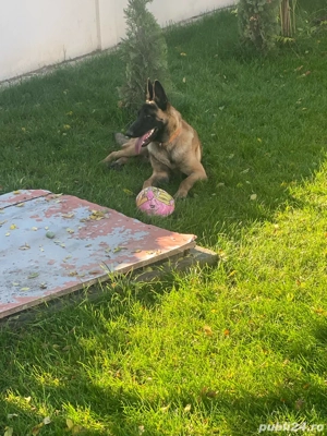 vand ciobanesc malinois 