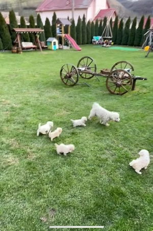 Se vând 5 cățeluși Bichon Maltez  - imagine 2