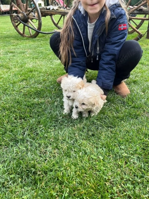 Se vând 5 cățeluși Bichon Maltez 