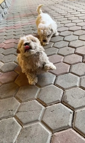 Se vând 5 cățeluși Bichon Maltez  - imagine 4