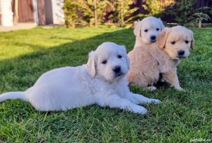 Golden retriever - imagine 4