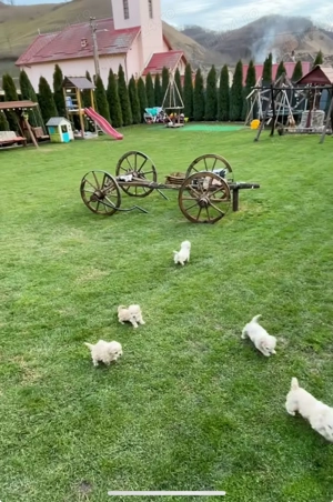 Se vând 5 cățeluși Bichon Maltez  - imagine 3