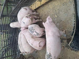 Vand porci  - imagine 2