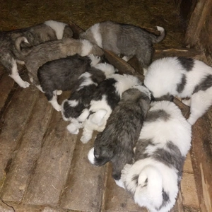 Căței de vânzare talie mare   - imagine 2