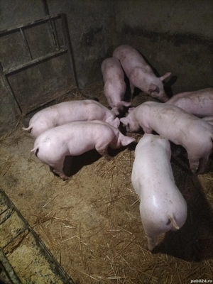 purceii de vanzare - imagine 5