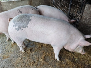 Vând porci pentru Crăciun !Crescuți bio - imagine 3