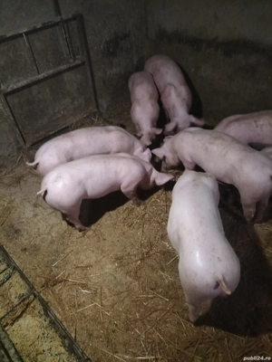 purceii de vanzare - imagine 3