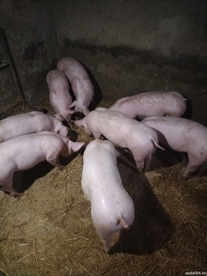 purceii de vanzare - imagine 4