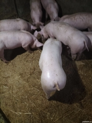 purceii de vanzare - imagine 2