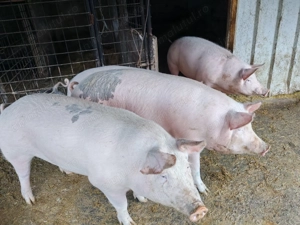 Vând porci pentru Crăciun !Crescuți bio - imagine 4