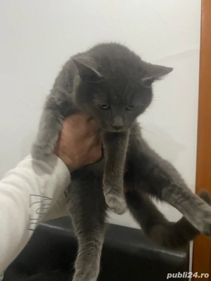 albastru de rusia  - imagine 4