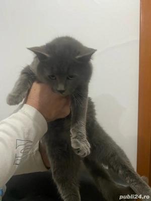 albastru de rusia  - imagine 3