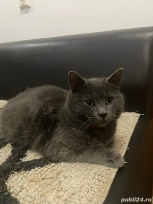 albastru de rusia  - imagine 2