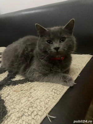 albastru de rusia  - imagine 5