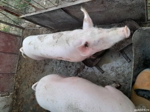 Porci de vânzare