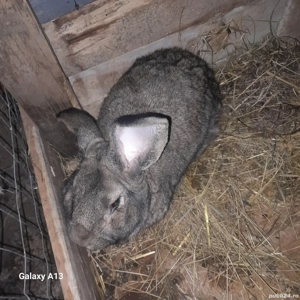 Doi iepuroi  - imagine 2