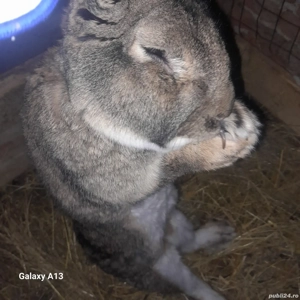 Doi iepuroi  - imagine 3