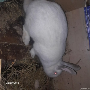 Doi iepuroi  - imagine 4