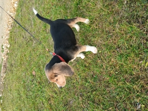De vânzare cățeluș jucăuș beagle tricolor