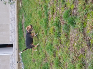 De vânzare cățeluș jucăuș beagle tricolor - imagine 3