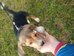 De vânzare cățeluș jucăuș beagle tricolor - imagine 4