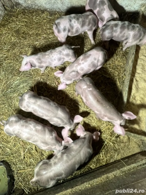 purcei pietrain - imagine 3