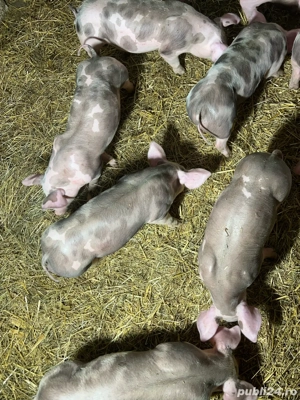 purcei pietrain - imagine 4