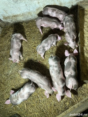 purcei pietrain - imagine 5