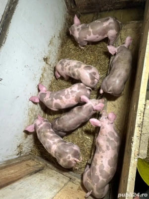 purcei pietrain - imagine 2