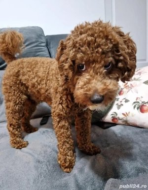 cavapoo mascul 10 luni - imagine 2