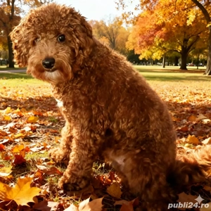 cavapoo mascul 10 luni - imagine 4