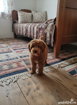 cavapoo mascul 10 luni - imagine 3