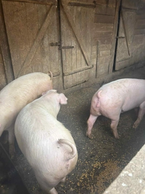 Vand porci  - imagine 2