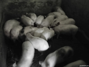 Vând purcei  - imagine 2