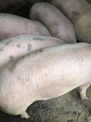 Porci de vânzare  - imagine 2