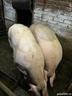 Vand porci  - imagine 2