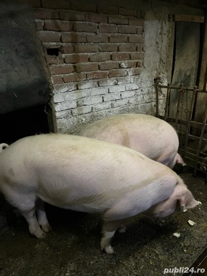 Vand porci  - imagine 4