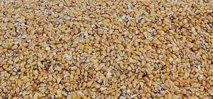 Vând porumb  - imagine 2