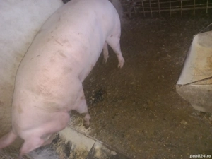 vand porc rasa pietran