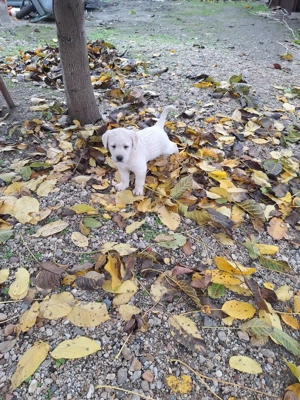 Vând caine Labrador, 10 saptamani  - imagine 2