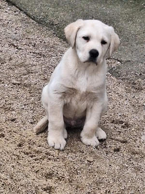 Vând caine Labrador, 10 saptamani 