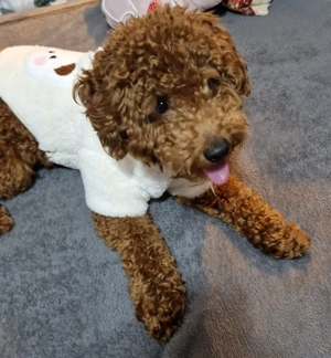 Cavapoo băiețel de vânzare  - imagine 2