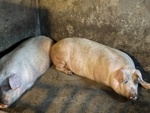Porci de vânzare - imagine 3