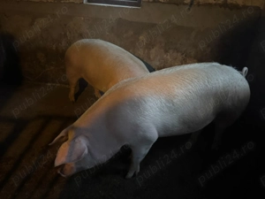 Porci de vânzare - imagine 2